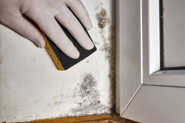 Best Mold Remediation for Healthcare Facilities  in North Ogden, UT